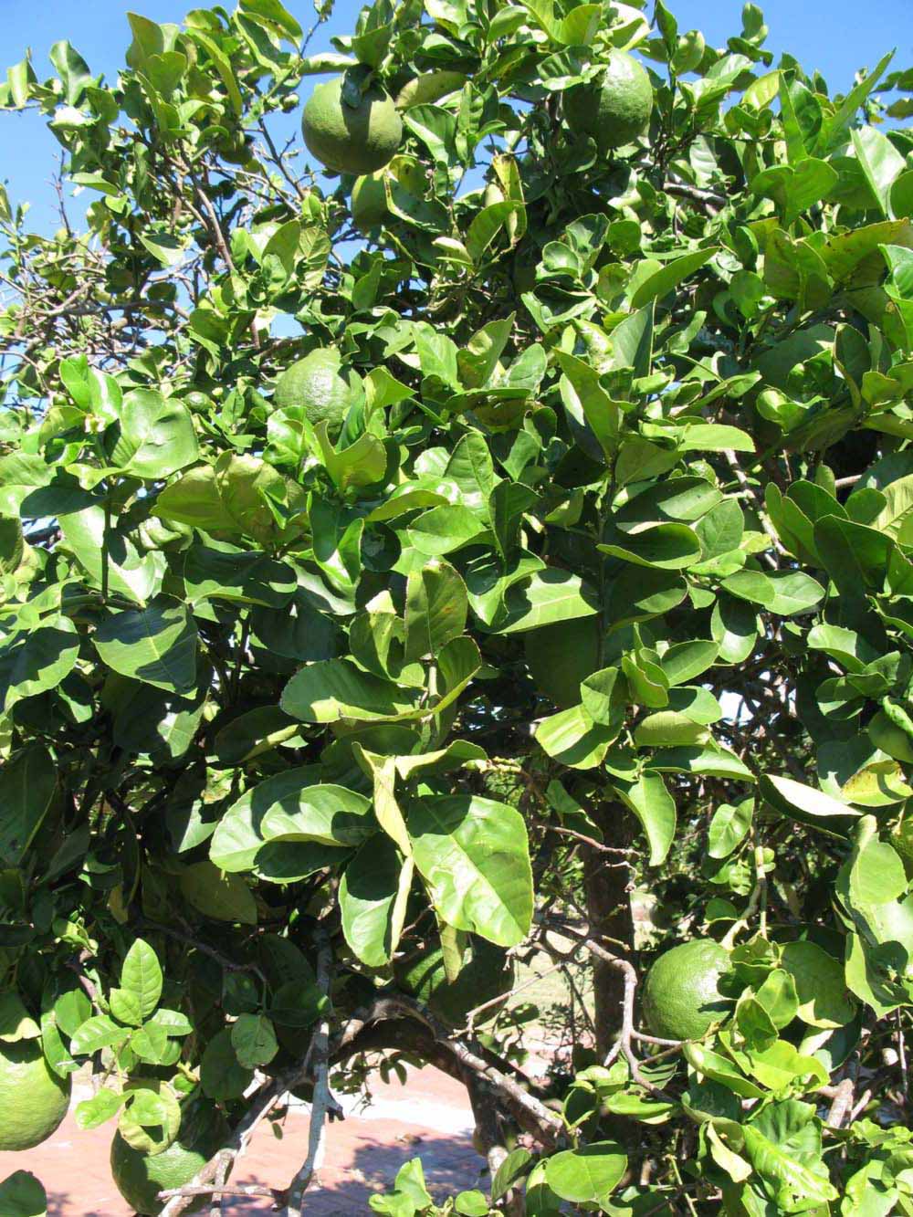              Sun leaves (Winter Haven, FL)       